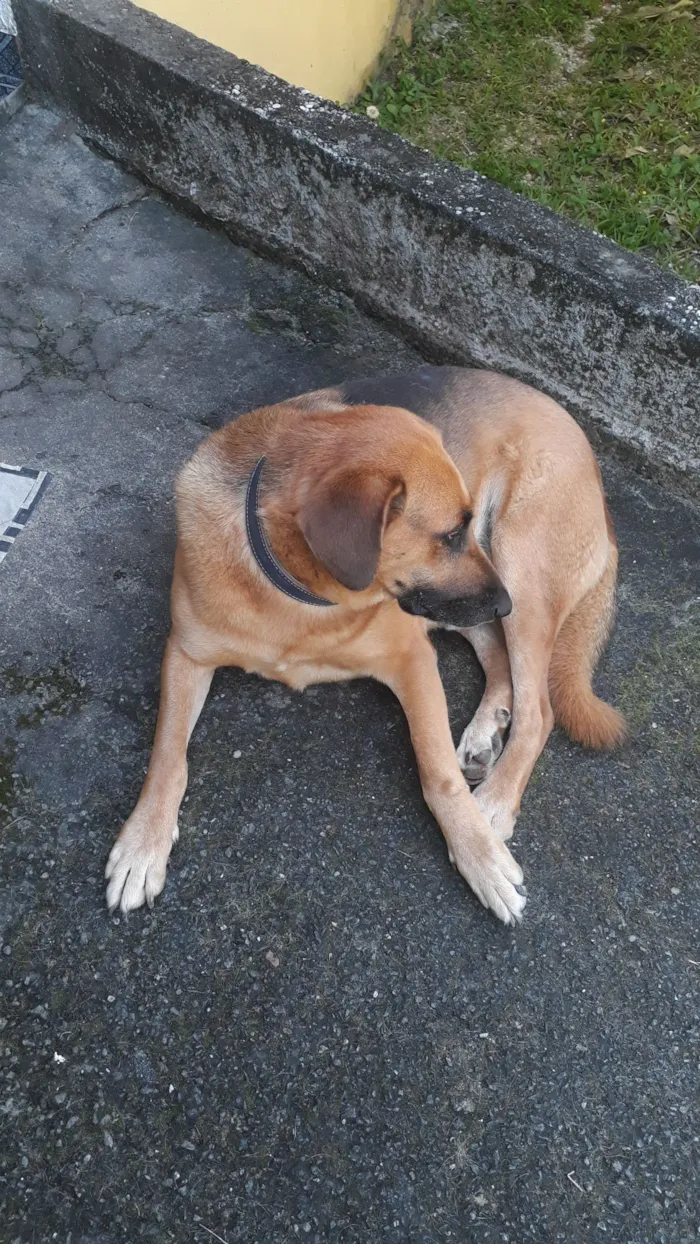 Cachorro raça SRD-ViraLata idade 5 anos nome Sem nome (atende por Leo)
