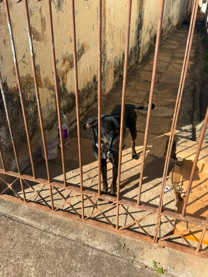 Cachorro raça SRD-ViraLata idade 1 ano nome Ina