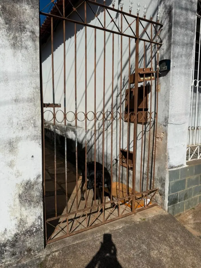 Cachorro raça SRD-ViraLata idade 1 ano nome Ina
