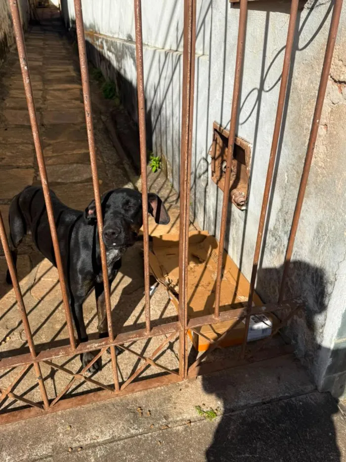 Cachorro raça SRD-ViraLata idade 1 ano nome Ina
