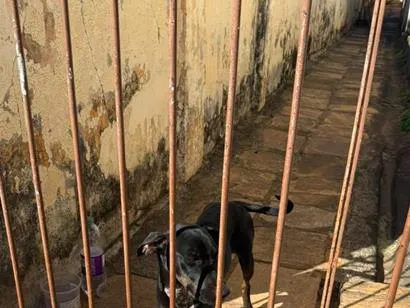 Cachorro raça SRD-ViraLata idade 1 ano nome Ina