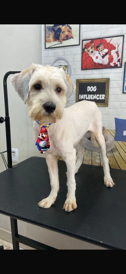 Cachorro raça SRD-ViraLata idade 1 ano nome Ticho