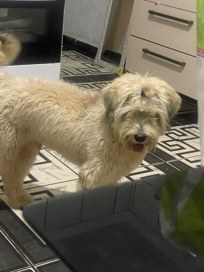 Cachorro raça SRD-ViraLata idade 1 ano nome Ticho