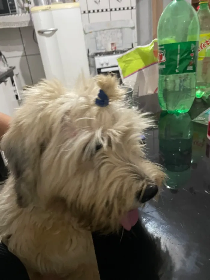 Cachorro raça SRD-ViraLata idade 1 ano nome Ticho
