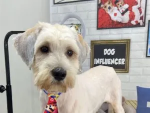 Cachorro raça SRD-ViraLata idade 1 ano nome Ticho