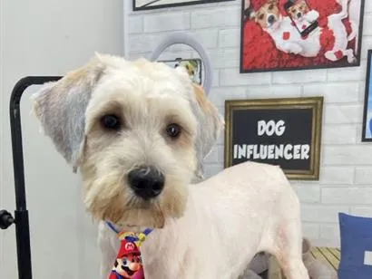 Cachorro raça SRD-ViraLata idade 1 ano nome Ticho