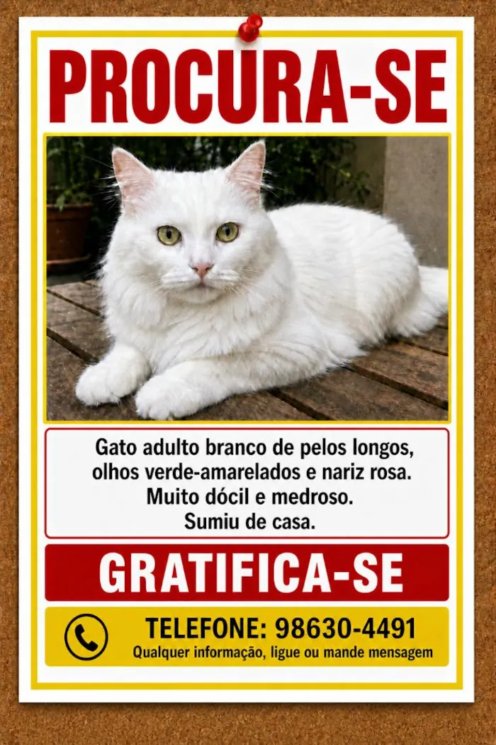Gato raça Angorá idade 4 anos nome Branquinho