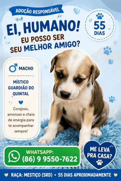Cachorro raça SRD-ViraLata idade 2 a 6 meses nome sem