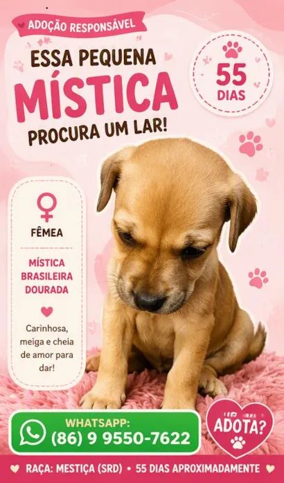 Cachorro raça SRD-ViraLata idade 2 a 6 meses nome Mística