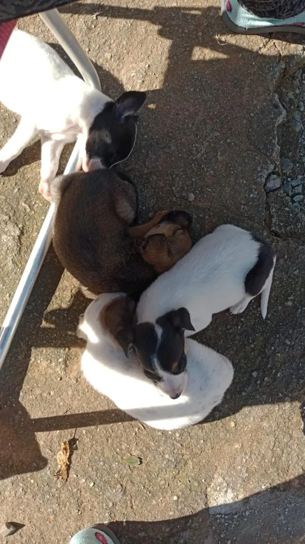 Cachorro raça SRD-ViraLata idade 2 a 6 meses nome bebês 