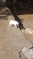 bebês 