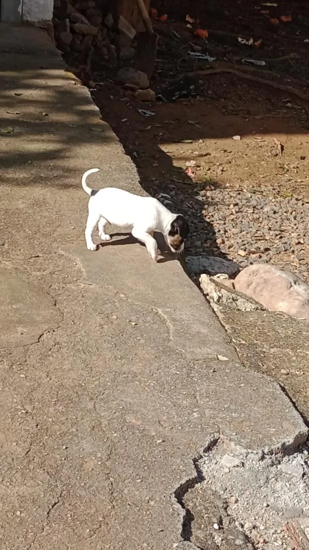 Cachorro raça SRD-ViraLata idade 2 a 6 meses nome bebês 