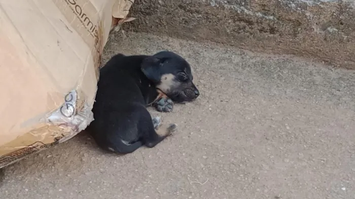 Cachorro raça SRD-ViraLata idade 2 a 6 meses nome bebês 