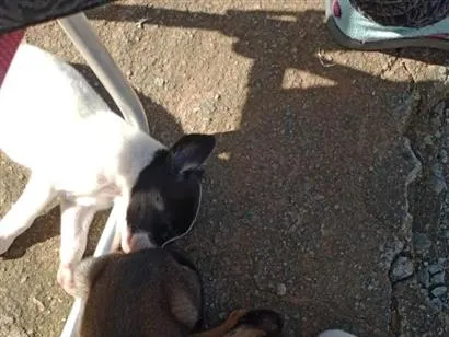 Cachorro raça SRD-ViraLata idade 2 a 6 meses nome bebês 