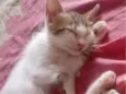 bela