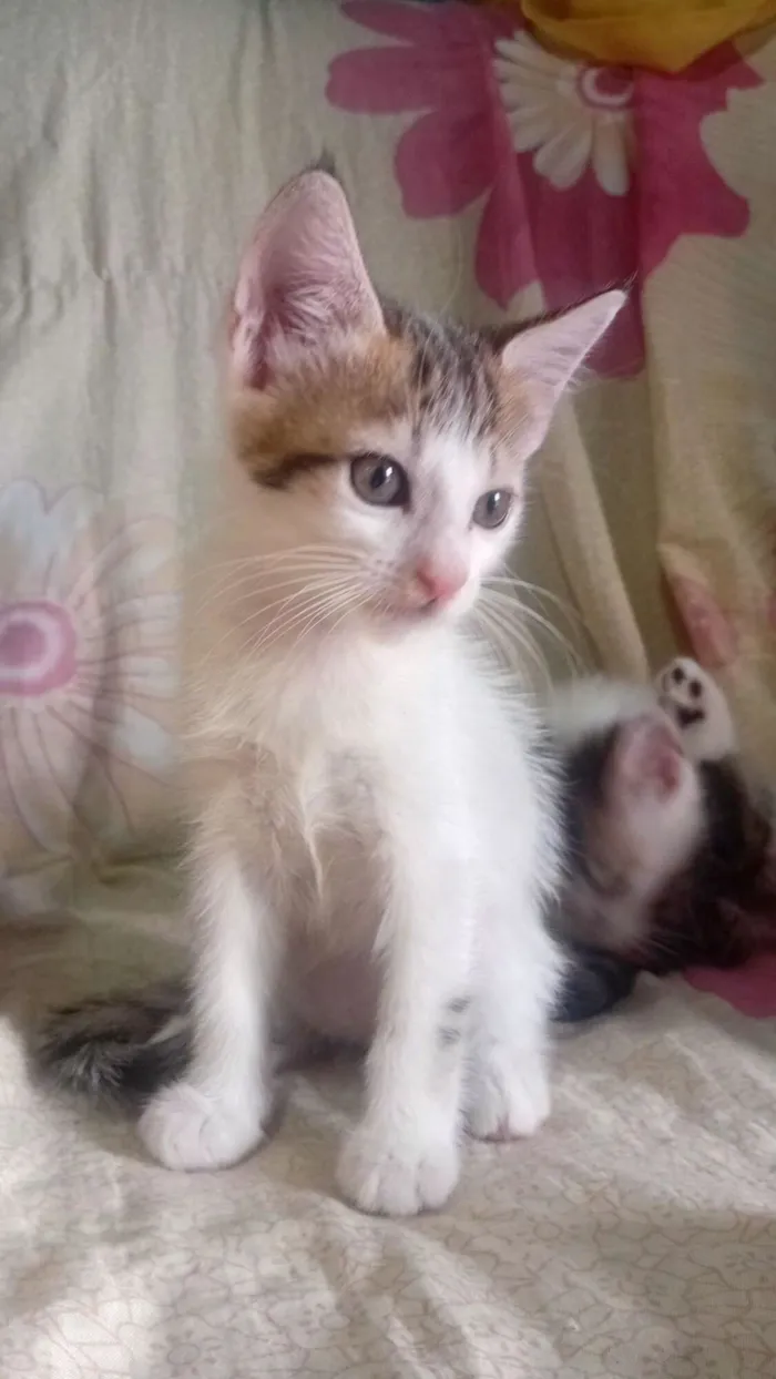 Gato raça SRD-ViraLata idade 2 a 6 meses nome bela