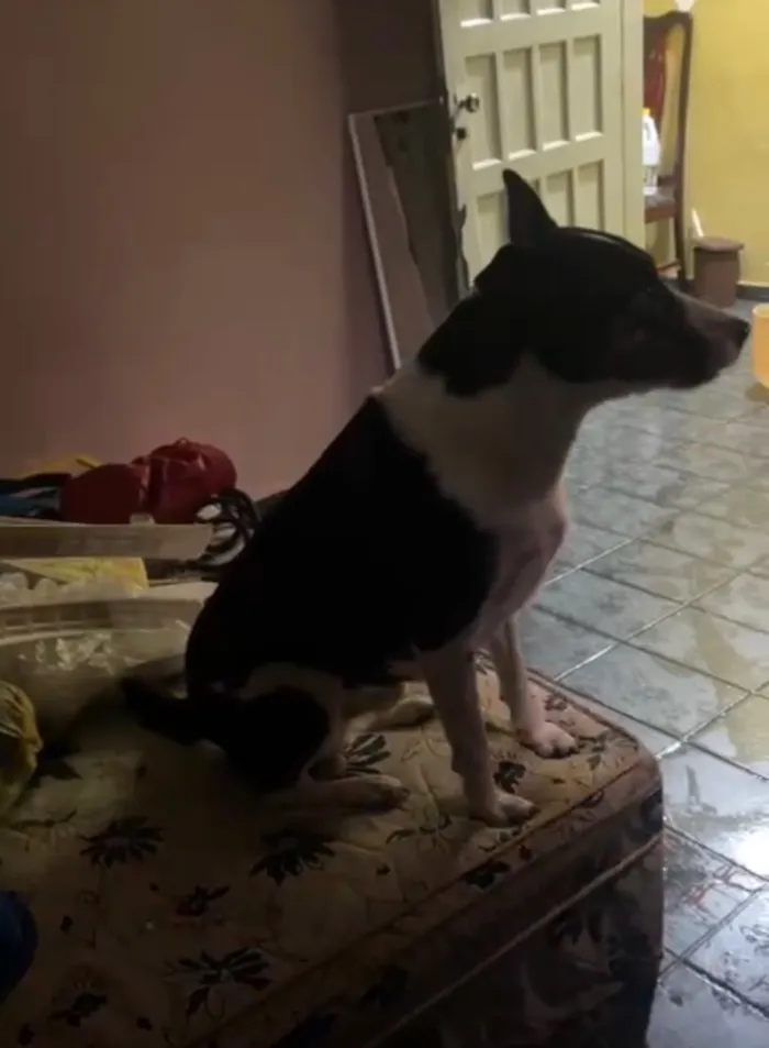 Cachorro raça SRD-ViraLata idade 2 anos nome Tor 