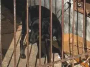 Cachorro raça SRD-ViraLata idade 1 ano nome Ina