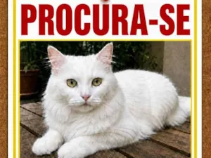 Gato raça Angorá idade 4 anos nome Branquinho