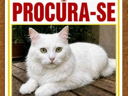 Gato raça Angorá idade 4 anos nome Branquinho
