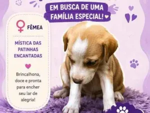 Cachorro raça SRD-ViraLata idade 2 a 6 meses nome Mística