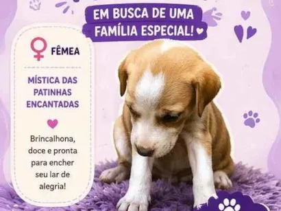 Cachorro raça SRD-ViraLata idade 2 a 6 meses nome Mística