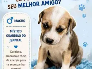 Cachorro raça SRD-ViraLata idade 2 a 6 meses nome sem