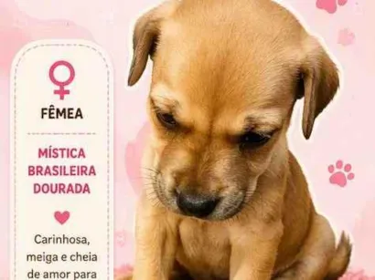 Cachorro raça SRD-ViraLata idade 2 a 6 meses nome Mística