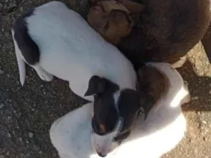 Cachorro raça SRD-ViraLata idade 2 a 6 meses nome bebês 