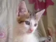 bela