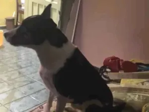 Cachorro raça SRD-ViraLata idade 2 anos nome Tor 