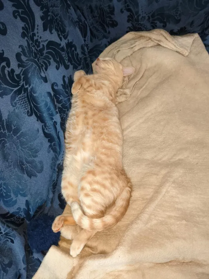 Gato raça SRD-ViraLata idade 3 anos nome Lelo