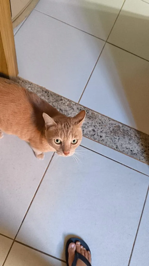 Gato raça SRD-ViraLata idade 3 anos nome Lelo