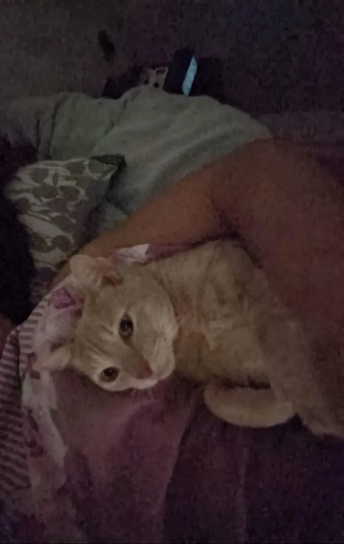 Gato raça SRD-ViraLata idade 3 anos nome Lelo