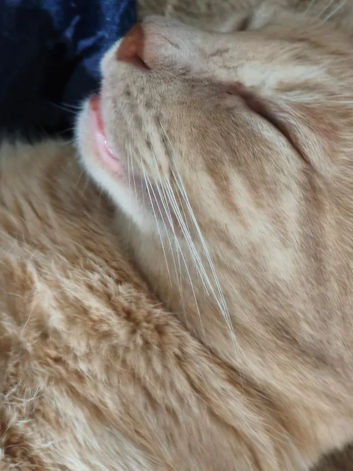 Gato raça SRD-ViraLata idade 3 anos nome Lelo