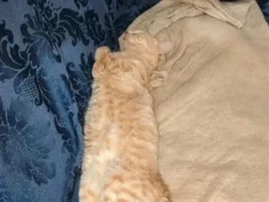 Gato raça SRD-ViraLata idade 3 anos nome Lelo