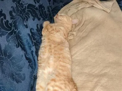 Gato raça SRD-ViraLata idade 3 anos nome Lelo