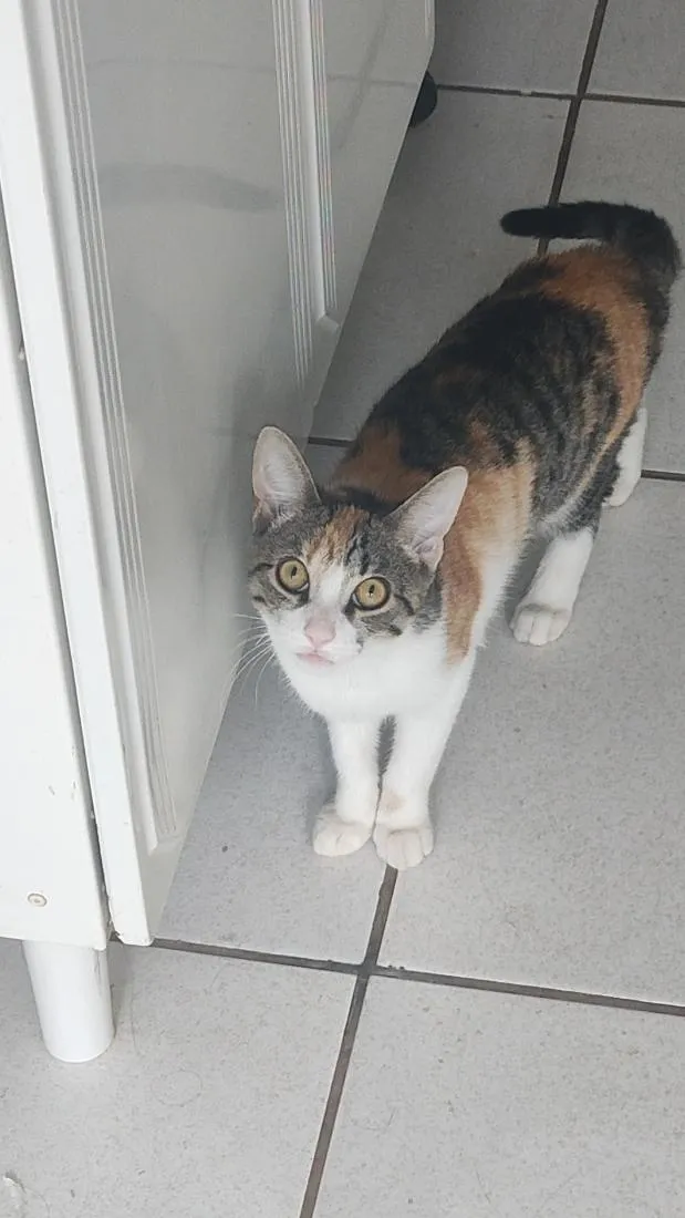 Gato raça SRD-ViraLata idade 2 a 6 meses nome Daphne e velma 