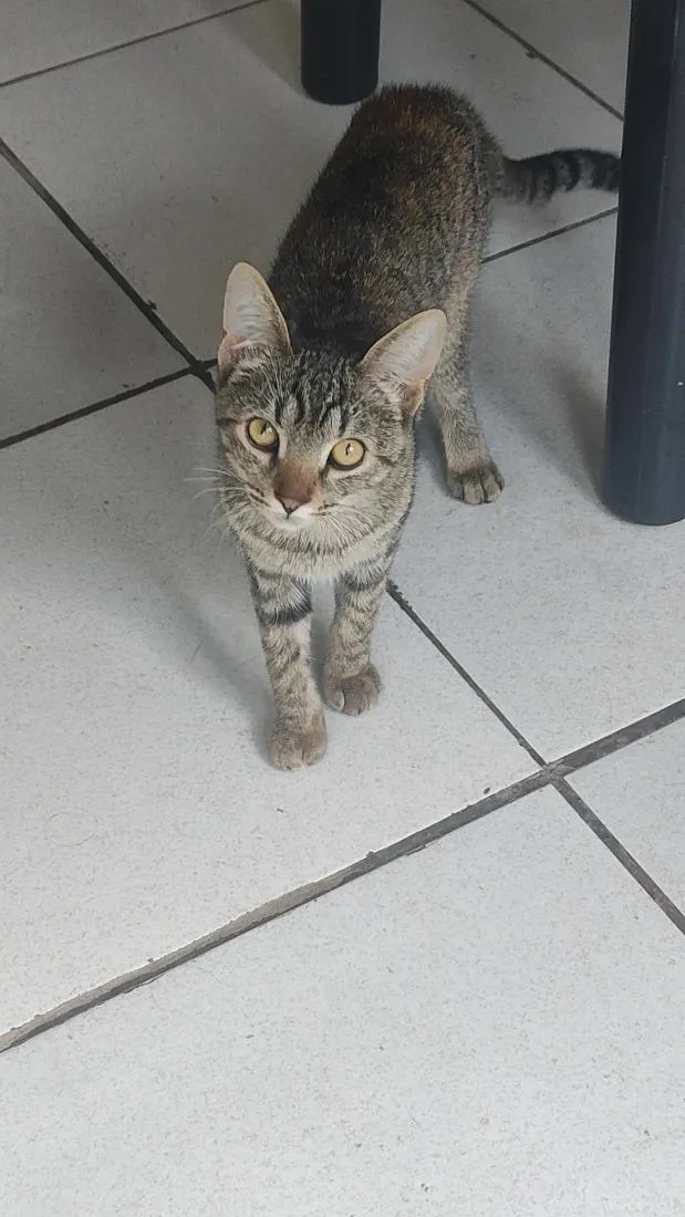 Gato raça SRD-ViraLata idade 2 a 6 meses nome Daphne e velma 