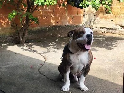 Cachorro raça SRD-ViraLata idade 4 anos nome bradock