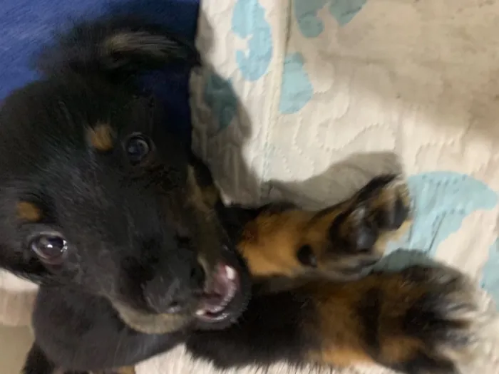 Cachorro raça SRD-ViraLata idade 2 a 6 meses nome Mia