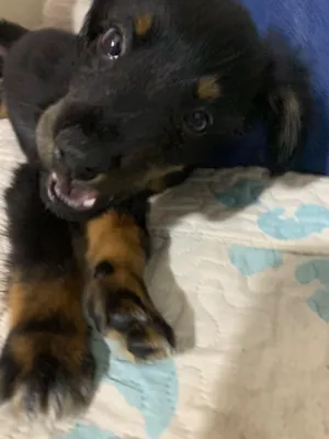 Cachorro raça SRD-ViraLata idade 2 a 6 meses nome Mia