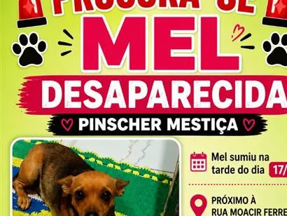 Cachorro raça SRD-ViraLata idade  nome Mel