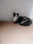 Tatá (Provisório)