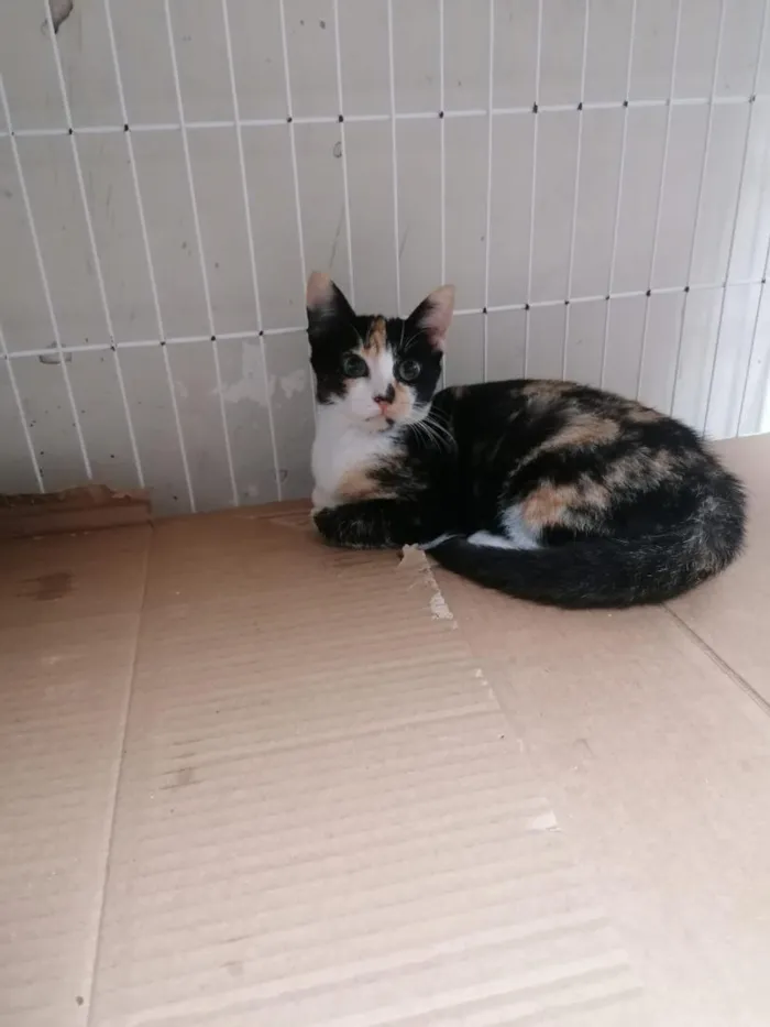 Gato raça SRD-ViraLata idade 2 a 6 meses nome Tatá (Provisório)