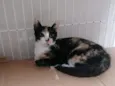 Tatá (Provisório)