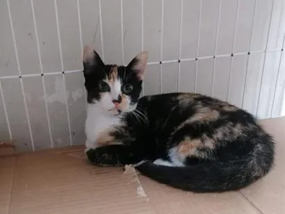 Gato raça SRD-ViraLata idade 2 a 6 meses nome Tatá (Provisório)