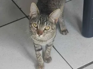 Gato raça SRD-ViraLata idade 2 a 6 meses nome Daphne e velma 
