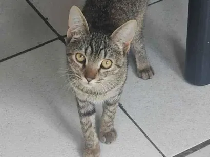 Gato raça SRD-ViraLata idade 2 a 6 meses nome Daphne e velma 