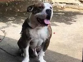 Cachorro raça SRD-ViraLata idade 4 anos nome bradock